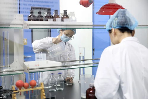 山東人的菊苣百億電力夢 一株小植物如何點亮科研與經濟的未來